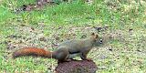 RedSquirrel_051111_1300hrs